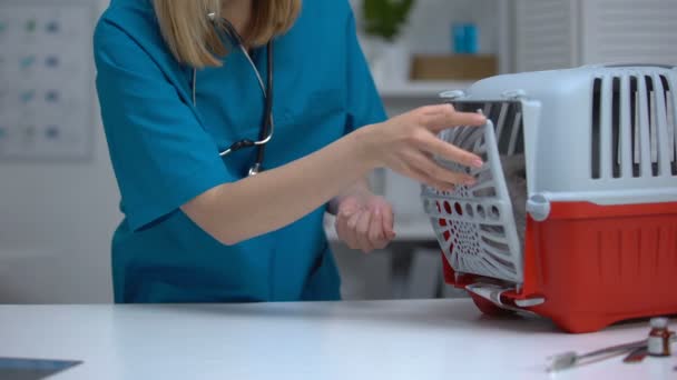 Kvinnlig veterinär utfodring skrämde katt framför Healthcare Checkup, sällskapsdjur hiding i bärare — Stockvideo