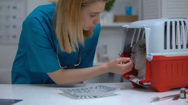 Profesional mujer veterinario calmante gato después de la salud chequeo, estrés mascota — Vídeo de stock