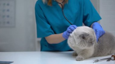 Stetoskop ile kedi mide dinleme Veteriner, saç topu riski, akciğer hastalığı