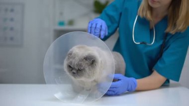 Kadın veteriner koni yaka stresli kedi okşayarak, ameliyat sonrası kurtarma