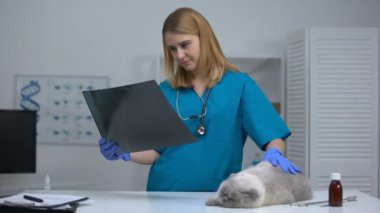 Kadın veteriner kedi okşayarak ve x-ray görünümlü, karın hastalıklarının tanısı