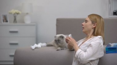 Kedi alerjisinden hapşıran kadın, kanepede oturan İskoç kıvrımı, antihistaminikler