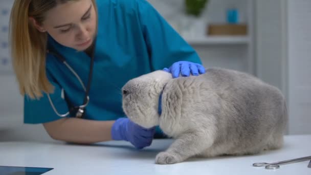 Женщина-ветеринар гладит кошку со стрессом, успокаивает питомца при физическом осмотре — стоковое видео