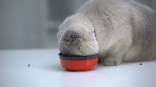 Pli écossais dodu appréciant la nourriture du bol, l'embonpoint chez les chats domestiques adultes — Video