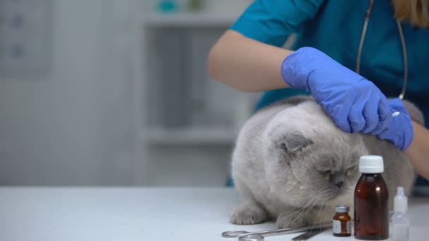 감염을 방지하기 위해 고양이 귀를 청소하는 수의사, 진도 치료, 위생 절차 — 비디오