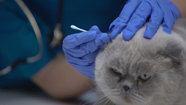 Veterinaria limpiando cuidadosamente las orejas de gato, tratando garrapatas, prevención de pérdida auditiva — Vídeos de Stock