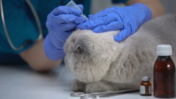 Veterinární lékař shazování léků do kočičí uší, prevence a čištění značek — Stock video