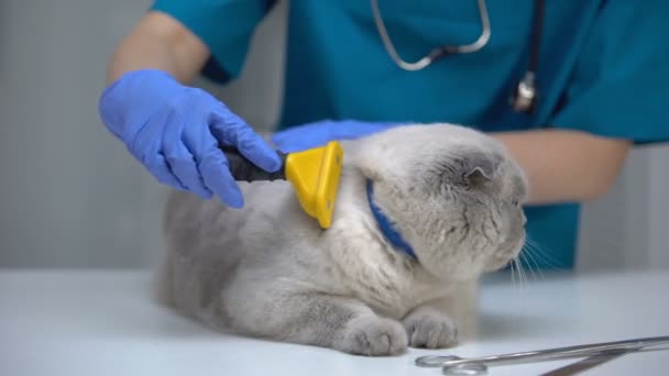 Állatorvos takarítás macska szőr-val speciális deshedding szerszám, gond közben vedlik — Stock videók