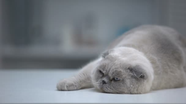 Чарівна кішка комфортно спить, пухнаста тварина з доглянутим хутром, реклама — стокове відео