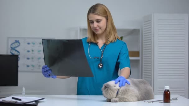 Счастливый ветеринар смотрит на рентген, гладит кошку, радуется успешной операции, выздоровлению — стоковое видео