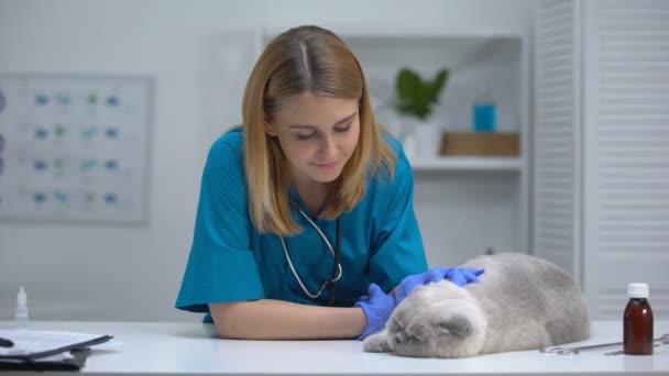 友好的兽医抚摸猫,在镜头前微笑,专业和关怀的宠物医生 — 图库视频影像