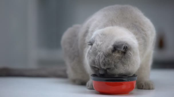 İskoç kat kedi evcil hayvan zenginliği, kalın sağlıklı kürk için vitamin lezzetli gıda yeme — Stok video