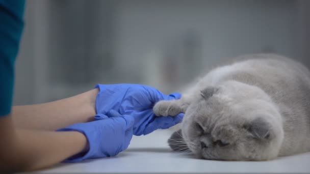 兽医寻找在猫爪肿胀,药皮炎预防,健康检查 — 图库视频影像