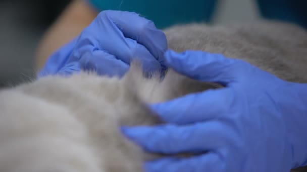 Manos enguantadas buscando pulgas y ácaros en piel gruesa de animal, cuidado de la salud de mascotas — Vídeos de Stock