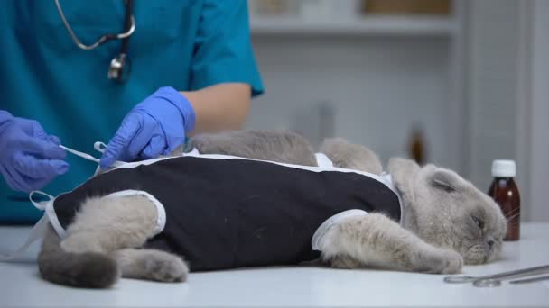 Veterinario cirujano atar vendaje en gato estresado después de la esterilización, mascota castración — Vídeo de stock