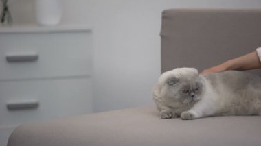 Kanepede yatan el okşayarak tembel kedi, dikkat ve evcil hayvanlar için bakım, şablon