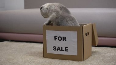 Satılık yetişkin kedi kutusundan atlama, kokluyor ve yeni daire alışmak