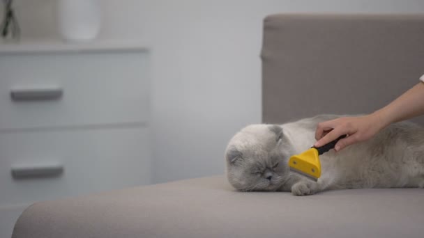 Mão penteando gato com ferramenta de deshedding especial, pet care at moulting season — Vídeo de Stock