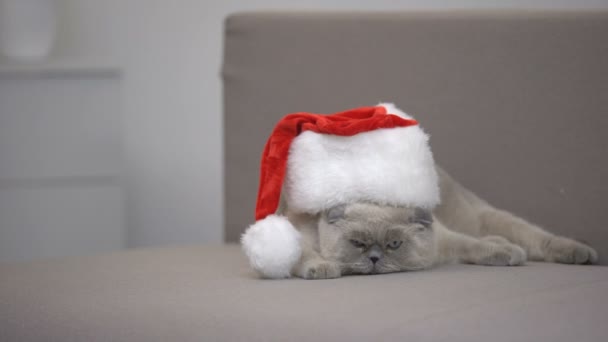Wütende Katze mit Weihnachtsmütze wendet sich von Kamera ab, Rabatte auf Weihnachtsgeschenke