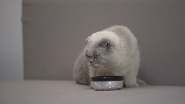 Gato cinza adorável desfrutando de comida de tigela, bom apetite, nutrição saudável — Vídeo de Stock