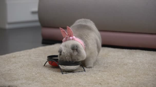 귀여운 여성 고양이와 분홍색 귀 그릇에서 먹고, 임신 중 좋은 식욕 — 비디오