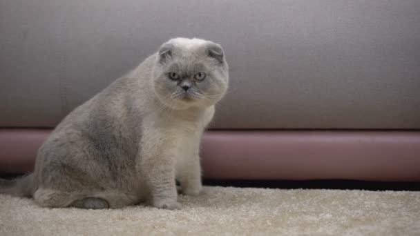 Katt med tjock päls bär blå krage, loppavstötande skydd hemma — Stockvideo