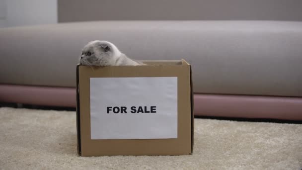 Кошка выпрыгивает из коробки на продажу, благотворительные фонды для бездомных животных, усыновление — стоковое видео