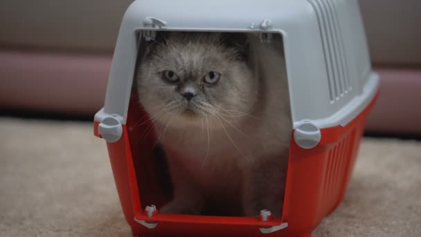 Bang kat zittend in vervoerder, bang voor nieuwe eigenaren en appartement, adoptie — Stockvideo
