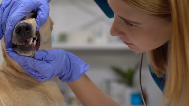 Veterinaria femenina profesional revisando dientes de perro, cuidado bucal, enfermedad periodontal — Vídeos de Stock
