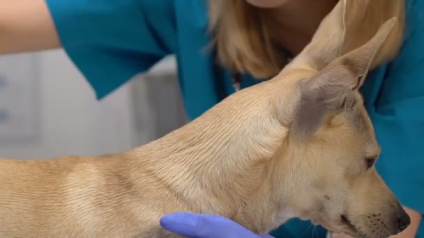 Dierenarts ziekenhuis werknemer kammen hond bont door borstel, Pet Care, grooming salon service — Stockvideo
