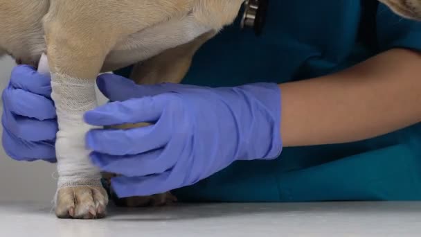 Tierarzt bandagiert Pfote des Hundes Nahaufnahme, Erste Hilfe Verletzung, Wundbehandlung Gesundheit — Stockvideo