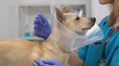 Kadın doktor pet Yaka Köpek okşayarak, yaralı hayvan kurtarma, koruma