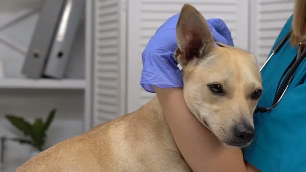 Vrouwelijke arts druipend medicatie hond oren, infectie behandeling, kliniek service — Stockvideo