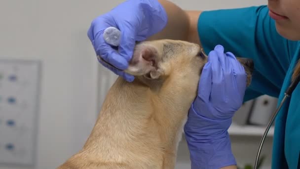 Veterinario professionale gocciolamento liquido farmaco nel trattamento dell'infiammazione delle orecchie del cane — Video Stock