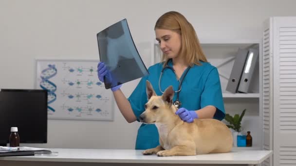 Médico de la clínica de mascotas analizando rayos X de perro, animal enfermo en la mesa del hospital, trauma — Vídeo de stock
