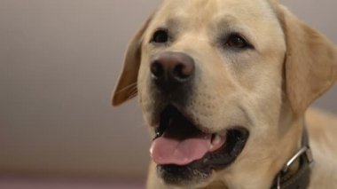 Sevimli Labrador kapatmak, dost köpek, sağlıklı PET, pediaçgözlülük hayvan arkadaşı