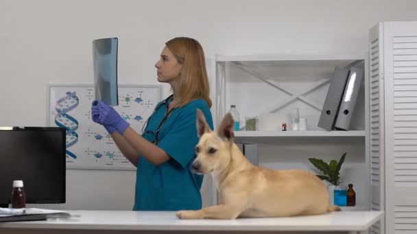 Veterinario en uniforme mirando perro analizando imagen de rayos X, revisión clínica de mascotas — Vídeos de Stock