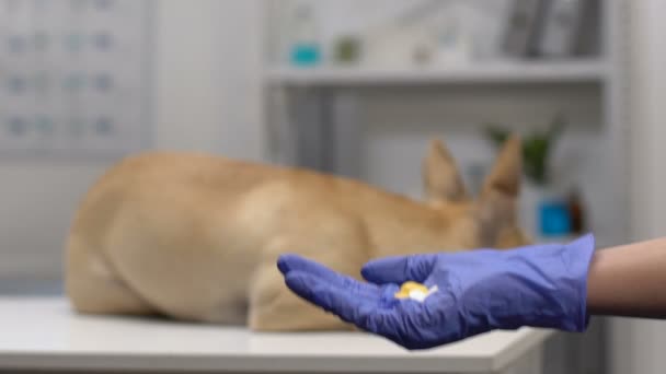 Lekarze ręka w rękawicach posiadających pigułki, pies leżącego szpitala tła tabeli, zdrowia — Wideo stockowe