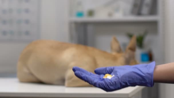 Medici mano in guanto in possesso di pillole, cane sdraiato sfondo tavolo ospedaliero, salute — Video Stock