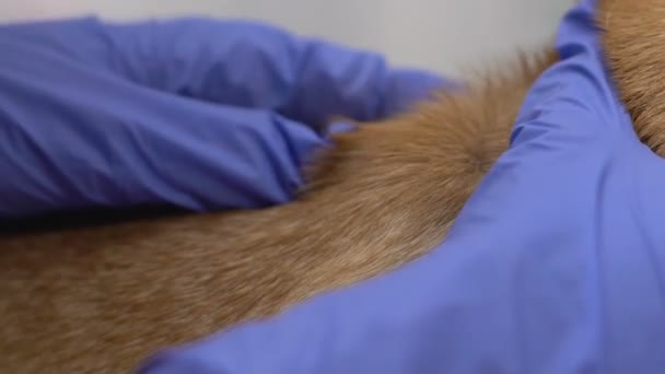 Vet in gloves checking dog fur, examination for ticks closeup, encephalitis danger — Video