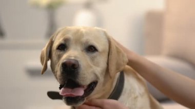 Kadın el okşayarak köpek, sevimli hayvan bakımı, sevimli arkadaş, hayvan aşk