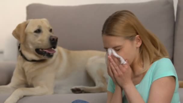 Tissu éternuant féminin caucasien, chien courant partout, allergie aux animaux de compagnie, symptôme — Video