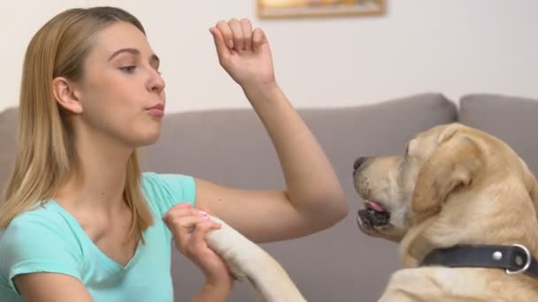 Nő tanítás kutya követel, kisállat haza képzés, állat engedelmesség, viselkedés — Stock videók