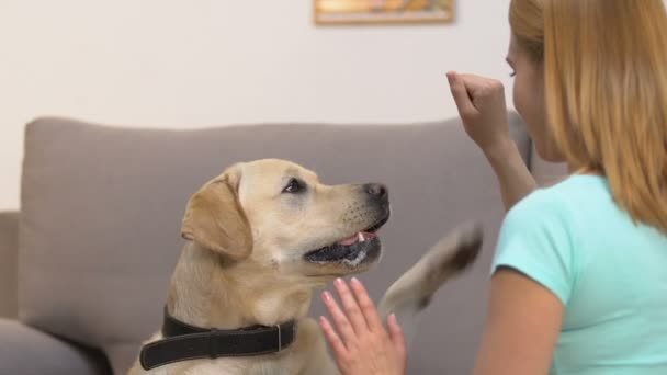 Aktives Labrador-Lernen führt Kommandos aus, Trainingsübung mit Hundeführerin — Stockvideo