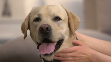 Kadın köpek sahibi dost sevimli Labrador yaka kapatmak, yerli hayvan okşayarak