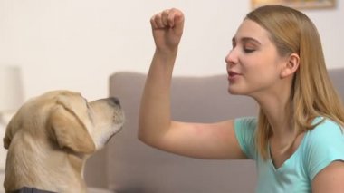Kafkas genç kadın eğitim Labrador köpek gerçekleştirmek komutlar, PET disiplin