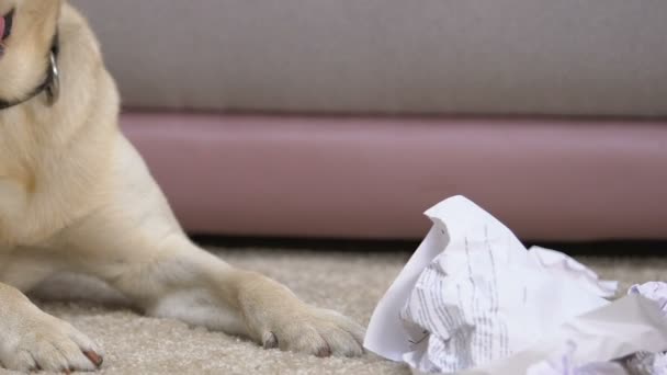 Грайливий собака лежить на підлозі біля збитого паперу, неслухняна дисципліна домашніх тварин, слухняність — стокове відео