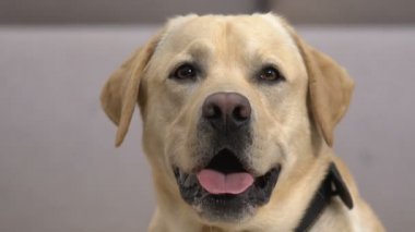 Sevimli Retriever kapatmak, sadık köpek görünümlü kamera, dost arkadaşı, PET