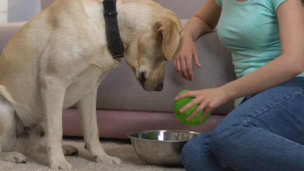 Mujer alimentando a retriever en casa, poniendo comida en tazón, dieta saludable para perros, cuidado — Vídeo de stock