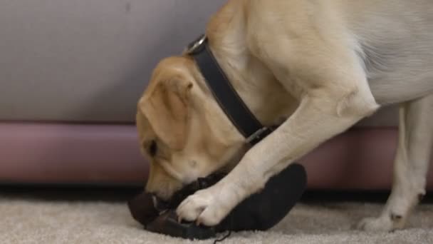 Retriever masticar botas en casa zapatos dañinos, mascota desobediente activa — Vídeo de stock